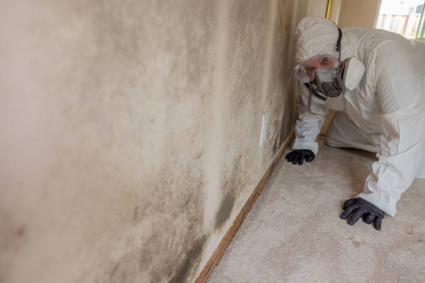 Why You Should Choose Our Mold Remediation Services in Great Falls, SC